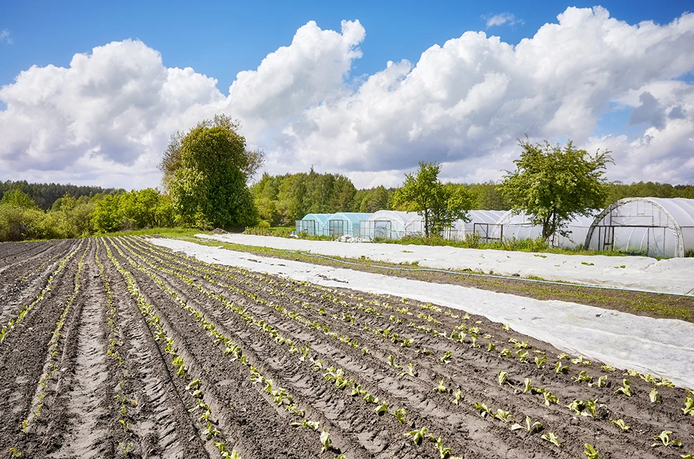 Agrowłóknina – twój sprzymierzeniec w ogrodzie i przy uprawach rolnych