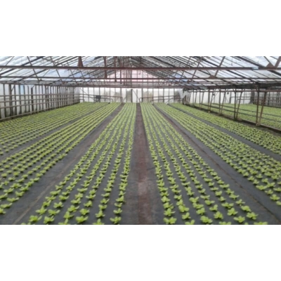 Agrowłóknina 80g z otworami 6 rzędów naprzemiennie 1,6m x 50mb SAŁATA