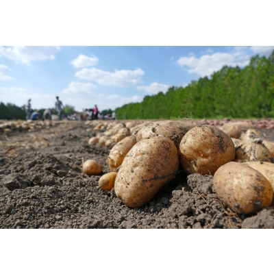 Agrowłóknina na kopce warzywne P-50 12,65x25m czarna