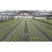 Agrowłóknina 80g z otworami 6 rzędów naprzemiennie 1,6m x 50mb SAŁATA